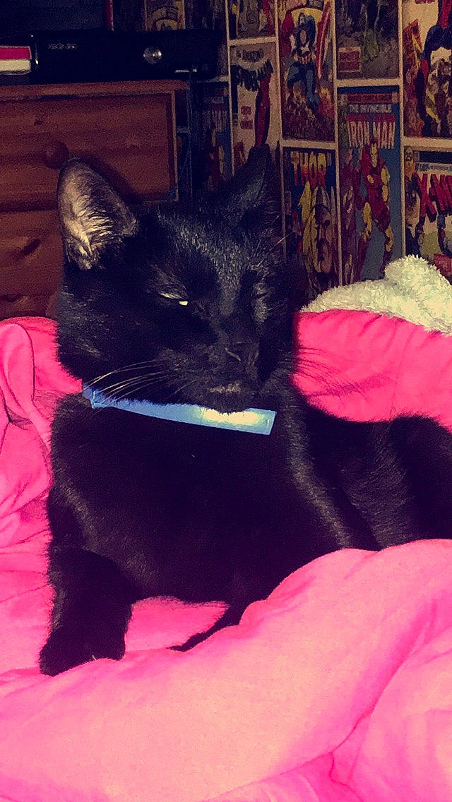 Gizmo joined the competition — help win amazing prizes! black_cat, bombay, carmine, carnivore, cat, cat_supply, comfort, domestic_short_haired_cat, felidae, fur, magenta, pet_supply, picture_frame, purple, room, small_to_medium_sized_cats, snout, tail, tints_and_shades, whiskers