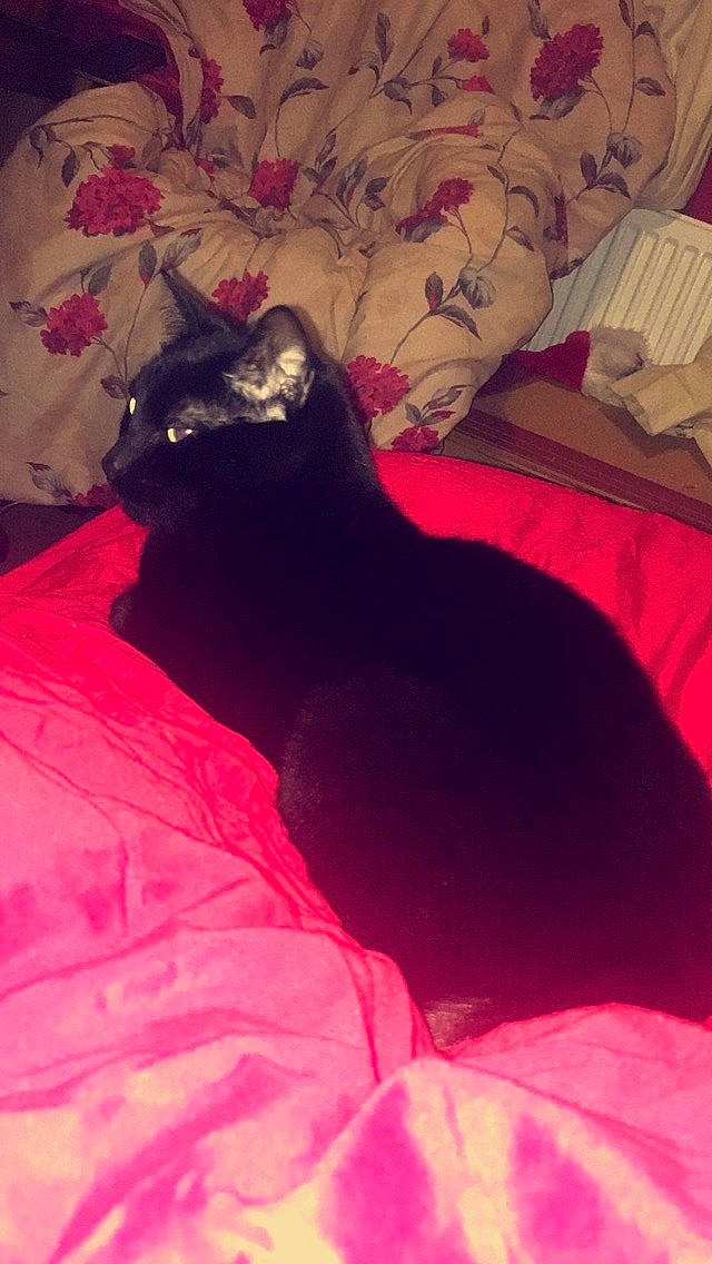 Gizmo joined the competition — help win amazing prizes! black_cat, bombay, carmine, carnivore, cat, comfort, felidae, fur, grey, linens, magenta, pattern, pink, room, small_to_medium_sized_cats, tail, terrestrial_animal, tints_and_shades, whiskers