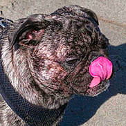 Tucker is registered to the contest to win money with this photo: animal, brindle, canine, close_up, cute, daylight, dog, ears, face, fur, harness, licking, muzzle, outdoor, pet, pug, shadow, snout, texture, tongue