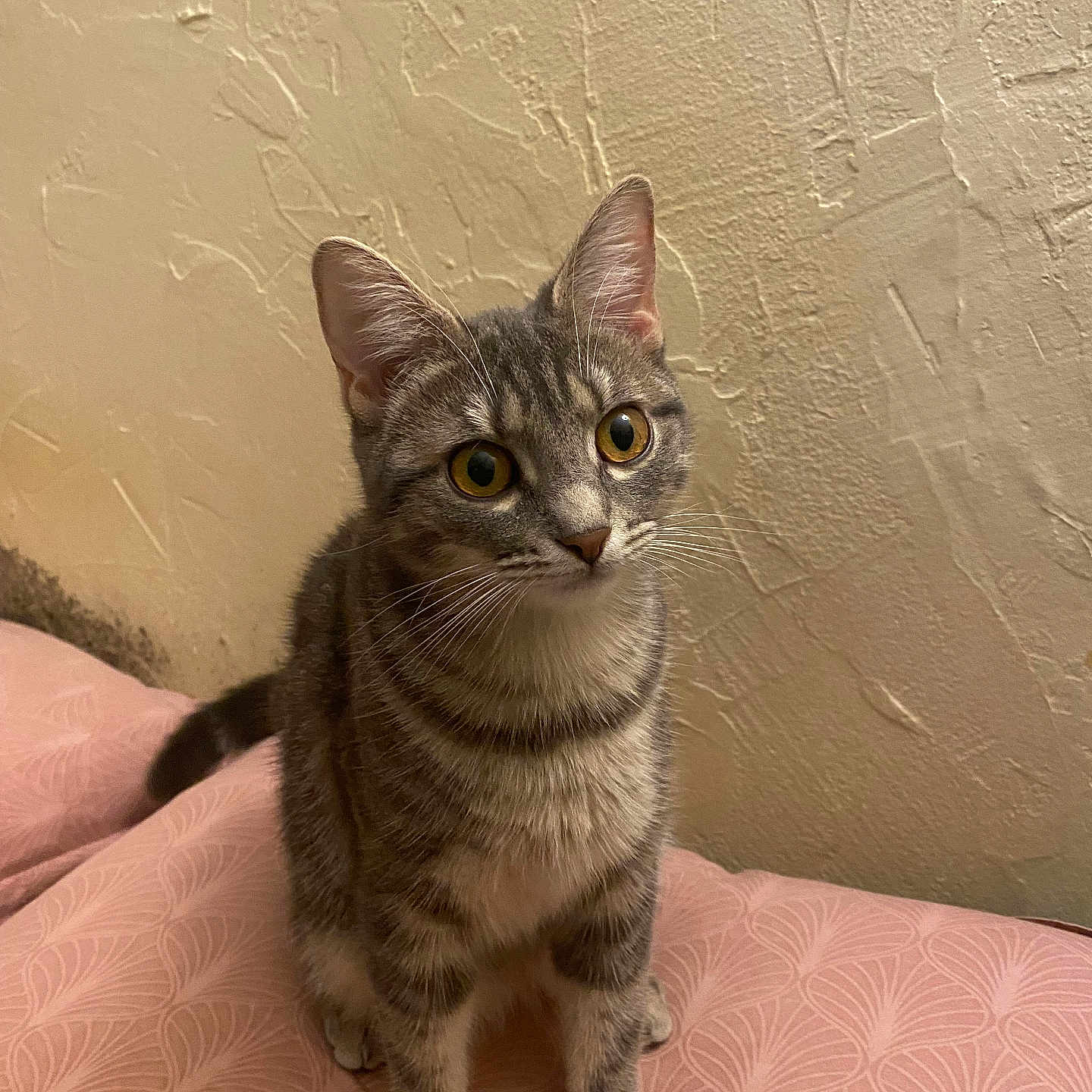 Bella