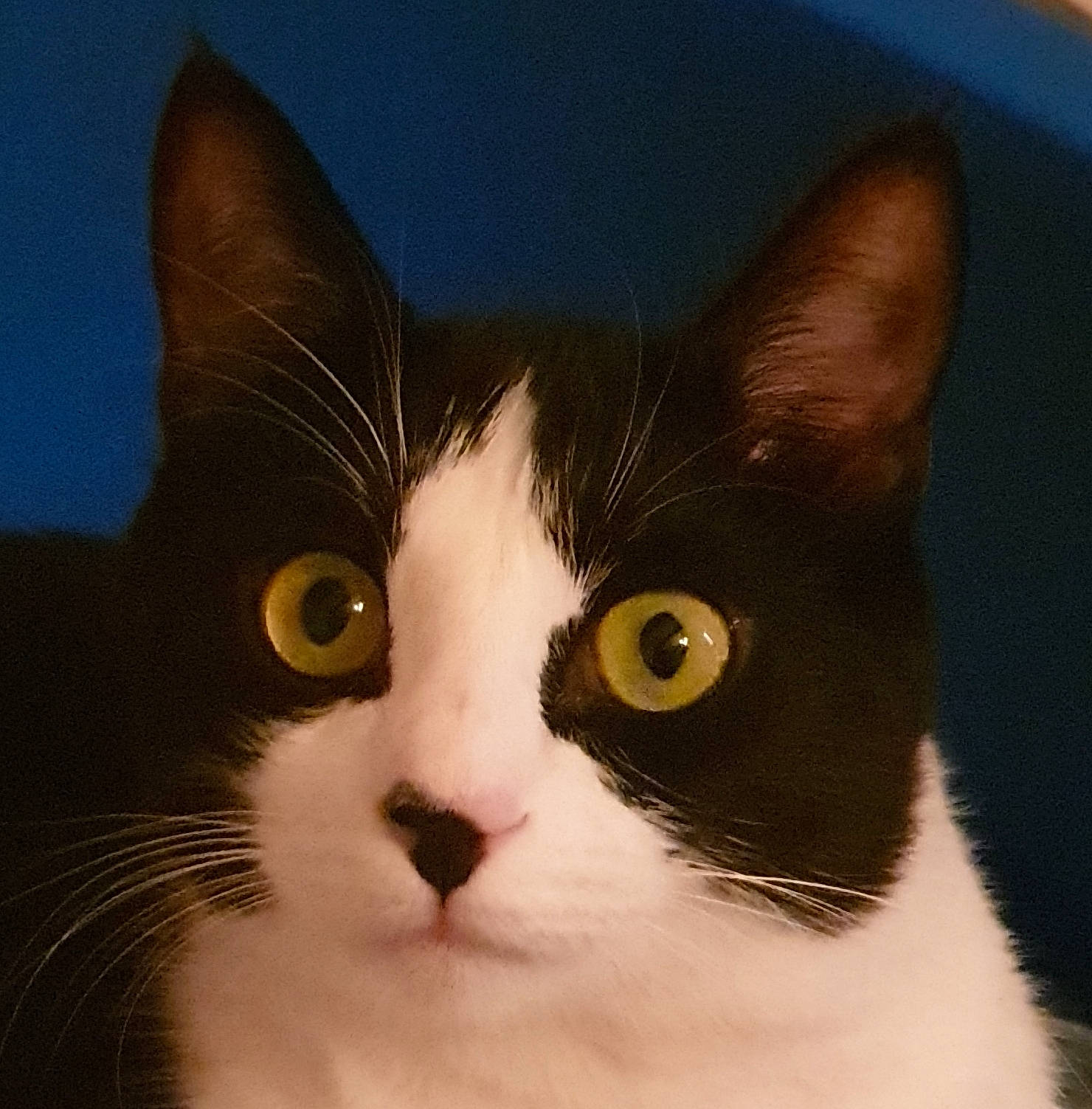 Noé a rejoint le concours — aidez-le/la à gagner de superbes lots ! aegean_cat, american_wirehair, black_and_white, carnivore, cat, domestic_short_haired_cat, european_shorthair, eye, felidae, fur, head, japanese_bobtail, kitten, mammal, nose, polydactyl_cat, sky, small_to_medium_sized_cats, snout, whiskers