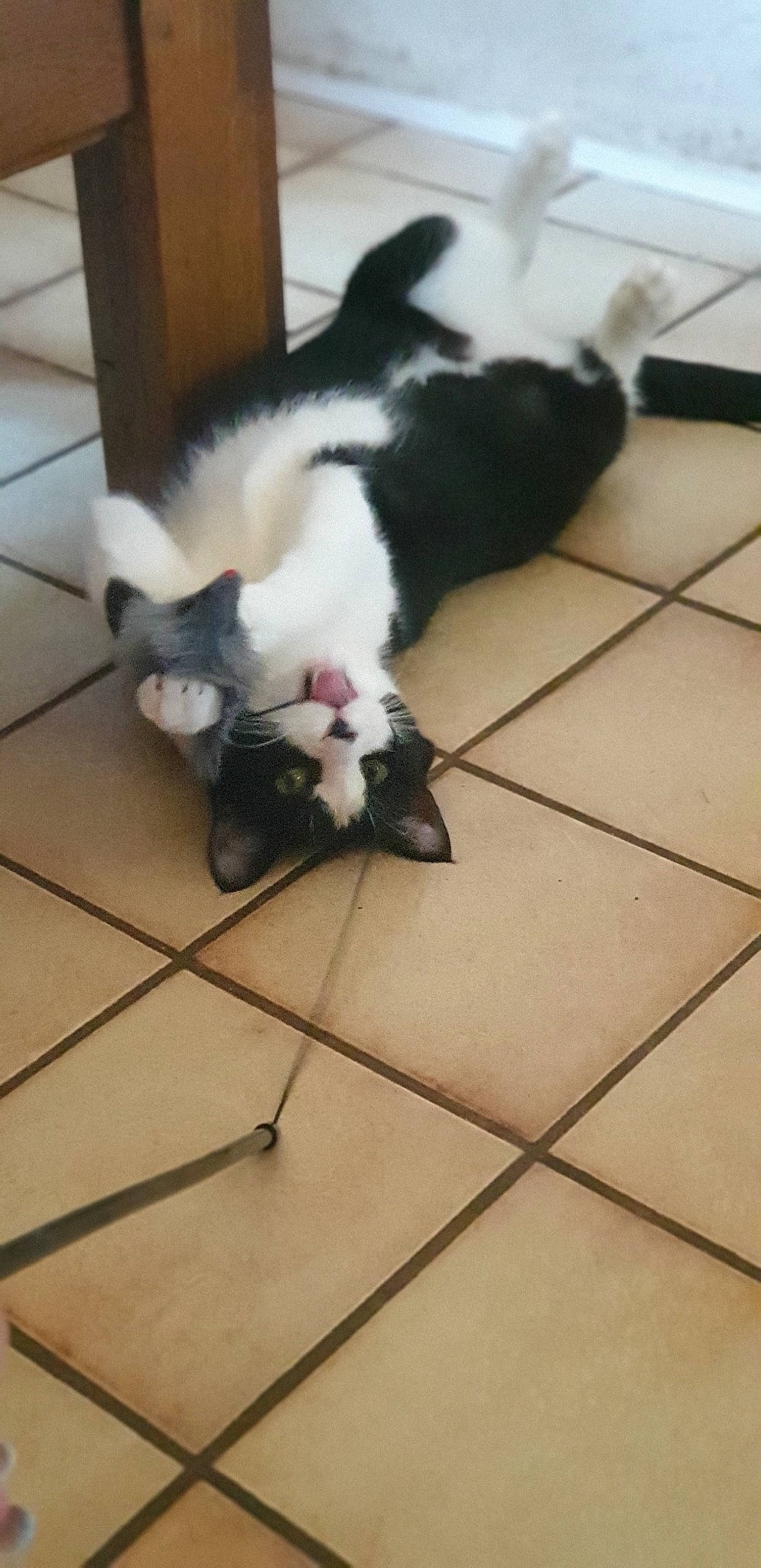 Noé a rejoint le concours — aidez-le/la à gagner de superbes lots ! canidae, carnivore, cat, felidae, kitten, small_to_medium_sized_cats, tail, whiskers