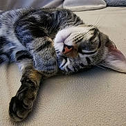 Grattoune participe au concours pour gagner de l'argent avec cette photo : cat, tabby, sleeping, paw, whiskers, indoor, blanket, cozy, fur, pet, resting, cute, animal, close_up, relaxation, soft, nap, cute_pet, domestic_cat, feline