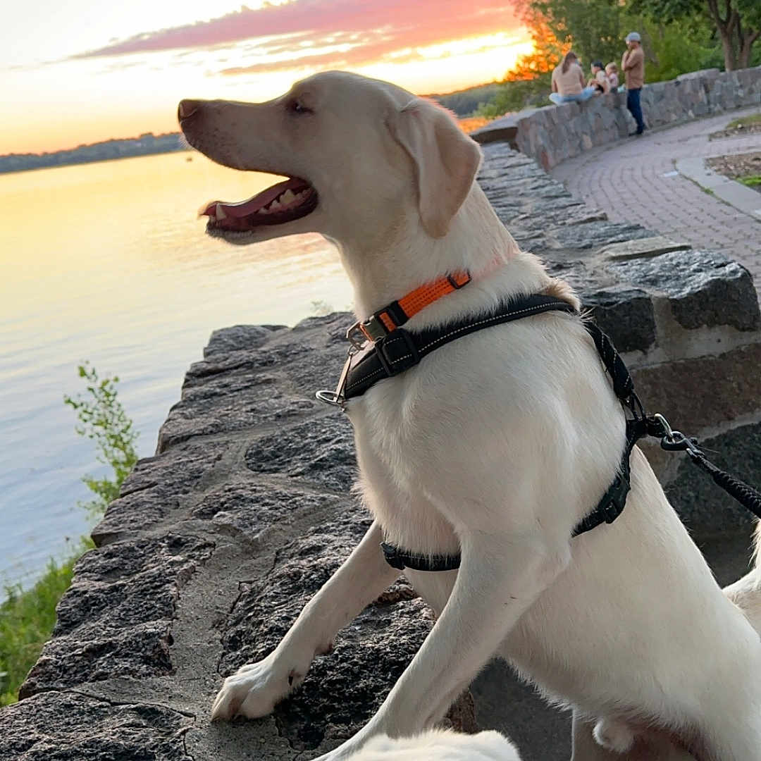 Oakley joined the competition — help win amazing prizes! animal, beach, canine, dog, grass, landscape, nature, outdoors, path, person, pet, plant, rock, sea, sky, sun, tree, vegetation, water, waterfront