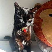 Hope joined the competition — help win amazing prizes! black_cat, cat, pet, collar, charm, strawberry, bell, sunlight, shadow, indoor, plush_pillow, donut_pillow, feline, whiskers, cute, animal, relaxed, sitting, fur, home