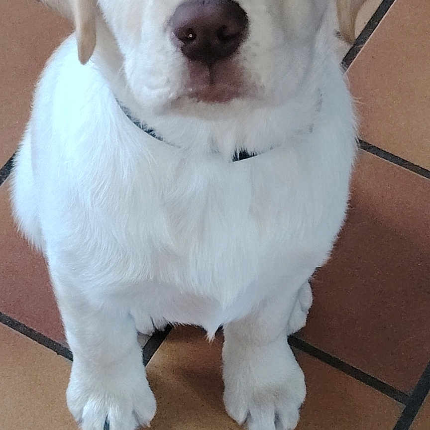Husky