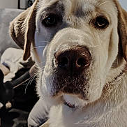 Husky participe au concours pour gagner de l'argent avec cette photo : dog, close_up, indoor, pet, living_room, couch, fur, face, portrait, canine, nose, whiskers, ears, animal, companion, home, relaxed, cute, mammal, domestic
