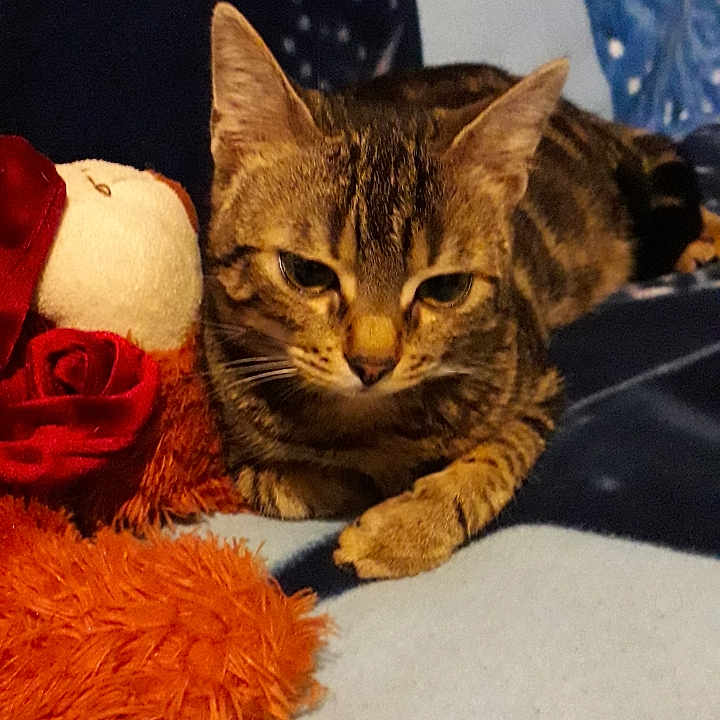 Mitou