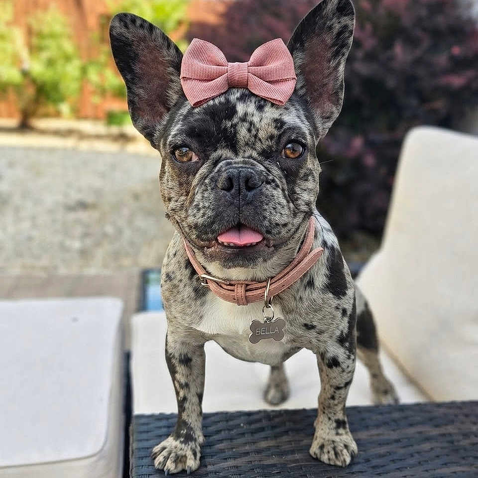 Bella