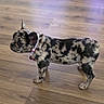 dog, french_bulldog, puppy, canine, standing, side_view, brindle_coat, merle_coat, collar, leash, ears, wrinkles, short_snout, indoors, wooden_floor, pet, animal, portrait, full_body, cute