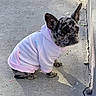 dog, french_bulldog, puppy, pet, hoodie, pink_clothing, outdoor, pavement, sidewalk, wall, portrait, sitting, ears, wrinkled_face, black_and_gray_fur, cute, serious_expression, animal, daylight, street