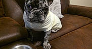 Bella joined the competition — help win amazing prizes! dog, french_bulldog, puppy, pet, animal, portrait, sitting, sweater, white_sweater, brindle, indoors, leather_chair, recliner, cushion, food_bowl, empty_bowl, living_room, ears, camera, cute