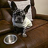 dog, french_bulldog, puppy, pet, animal, portrait, sitting, sweater, white_sweater, brindle, indoors, leather_chair, recliner, cushion, food_bowl, empty_bowl, living_room, ears, camera, cute