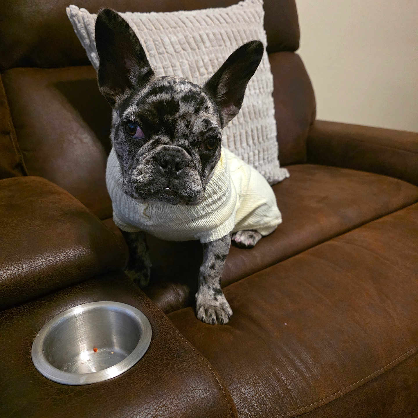 Bella joined the competition — help win amazing prizes! dog, french_bulldog, puppy, pet, animal, portrait, sitting, sweater, white_sweater, brindle, indoors, leather_chair, recliner, cushion, food_bowl, empty_bowl, living_room, ears, camera, cute