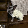 dog, french_bulldog, pet, sweater, clothing, couch, sofa, pillow, leather, indoor, portrait, sitting, black_and_white, brindle, ears, eyes, face, dog_bowl, home, cute