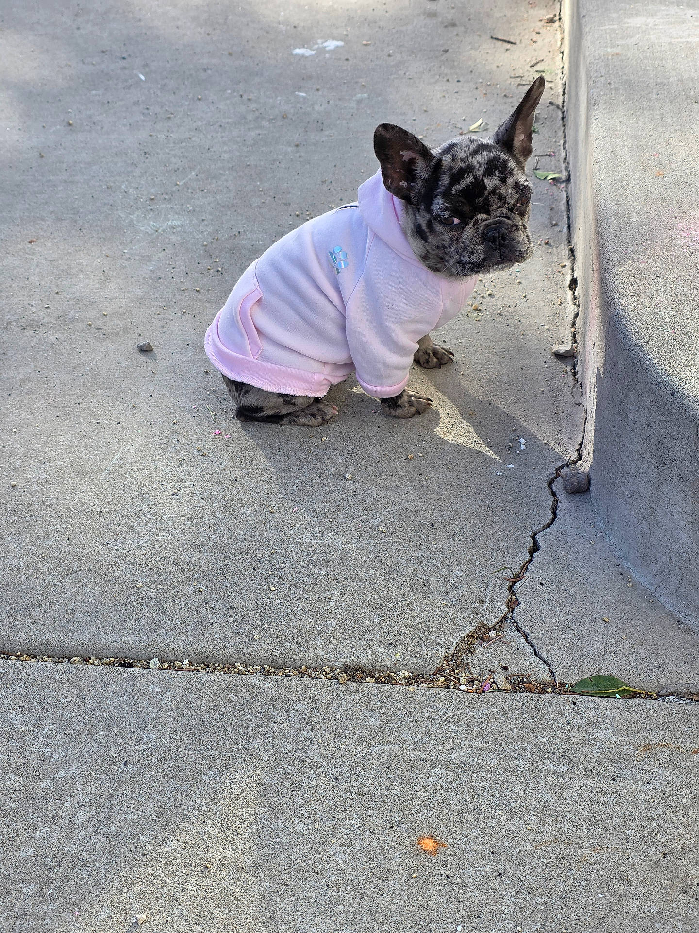 animal, black_and_white, clothing, concrete, dog, ears, french_bulldog, funny, outdoor, paws, pet, pink_hoodie, portrait, puppy, shadow, short-haired, sidewalk, sitting, streetwear, wall