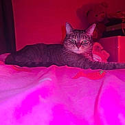 Luna joined the competition — help win amazing prizes! cat, tabby, bed, pink_lighting, red_lighting, teddy_bear, stuffed_animal, indoor, furniture, blanket, domestic_cat, pets, animal, relaxed, laying_down, bedroom, soft_toys, colorful, cozy, night