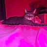 cat, tabby, bed, pink_lighting, red_lighting, teddy_bear, stuffed_animal, indoor, furniture, blanket, domestic_cat, pets, animal, relaxed, laying_down, bedroom, soft_toys, colorful, cozy, night