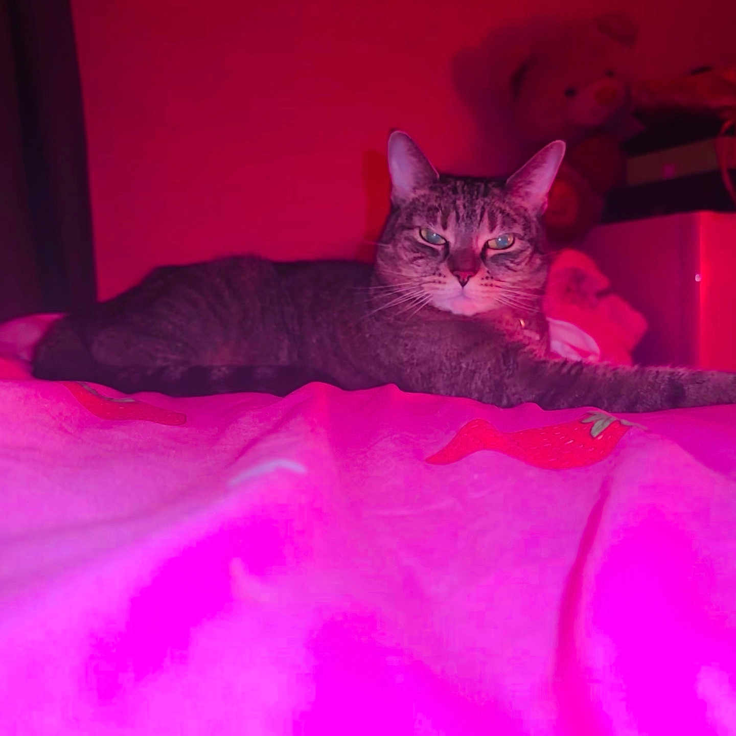 Luna joined the competition — help win amazing prizes! cat, tabby, bed, pink_lighting, red_lighting, teddy_bear, stuffed_animal, indoor, furniture, blanket, domestic_cat, pets, animal, relaxed, laying_down, bedroom, soft_toys, colorful, cozy, night