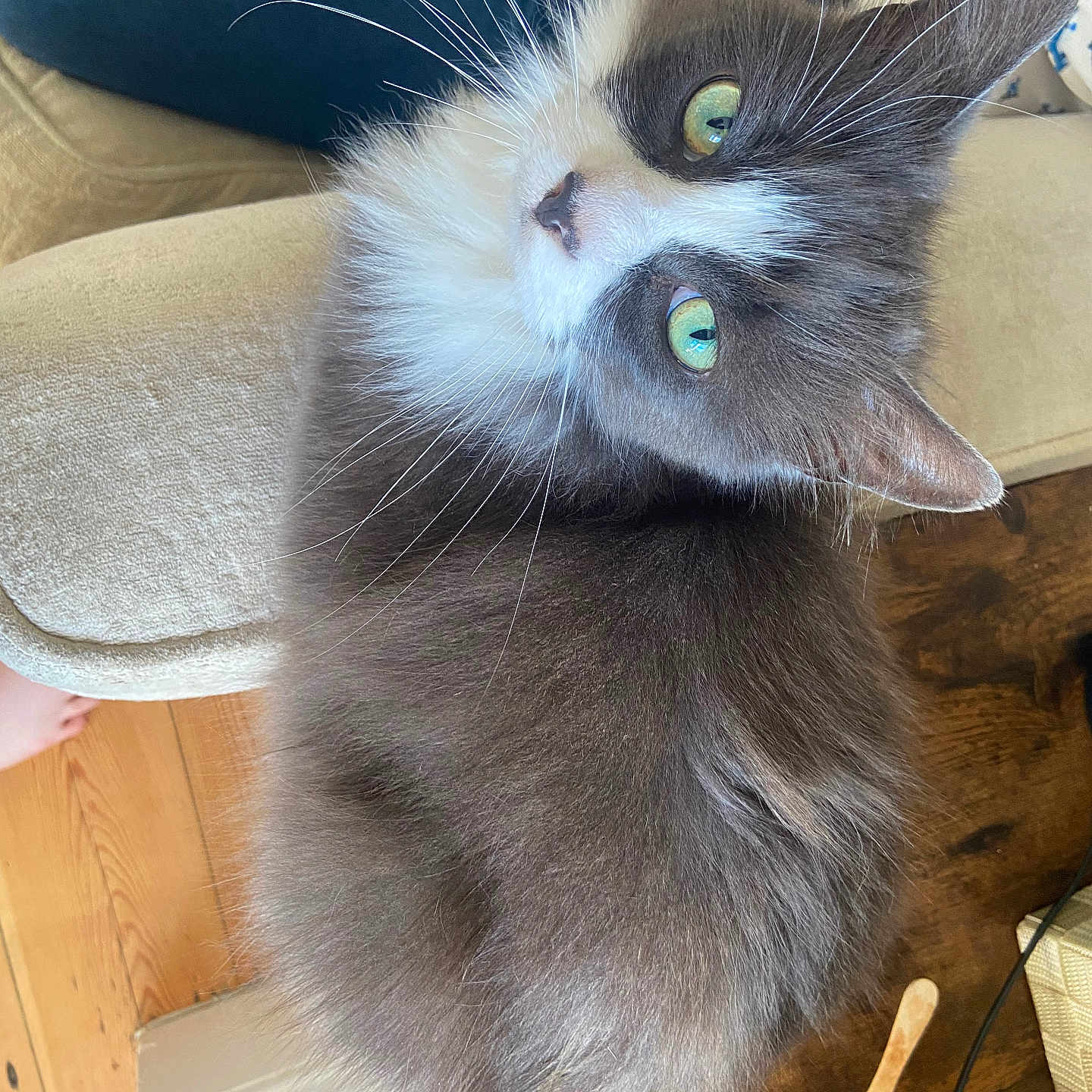 Gizmo joined the competition — help win amazing prizes! angora, animal, architecture, building, cat, chair, couch, cushion, furniture, hardwood, homedecor, indoors, interiordesign, kitten, livingroom, manx, pet, plywood, room, wood