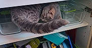 Aïka a rejoint le concours — aidez-le/la à gagner de superbes lots ! cat, container, curious, curled_tail, domestic_animal, feline, glass_container, gray, household, indoor, kitchen, kitchen_cabinet, pet, resting, shelf, storage, striped, tabby, tail, utensils