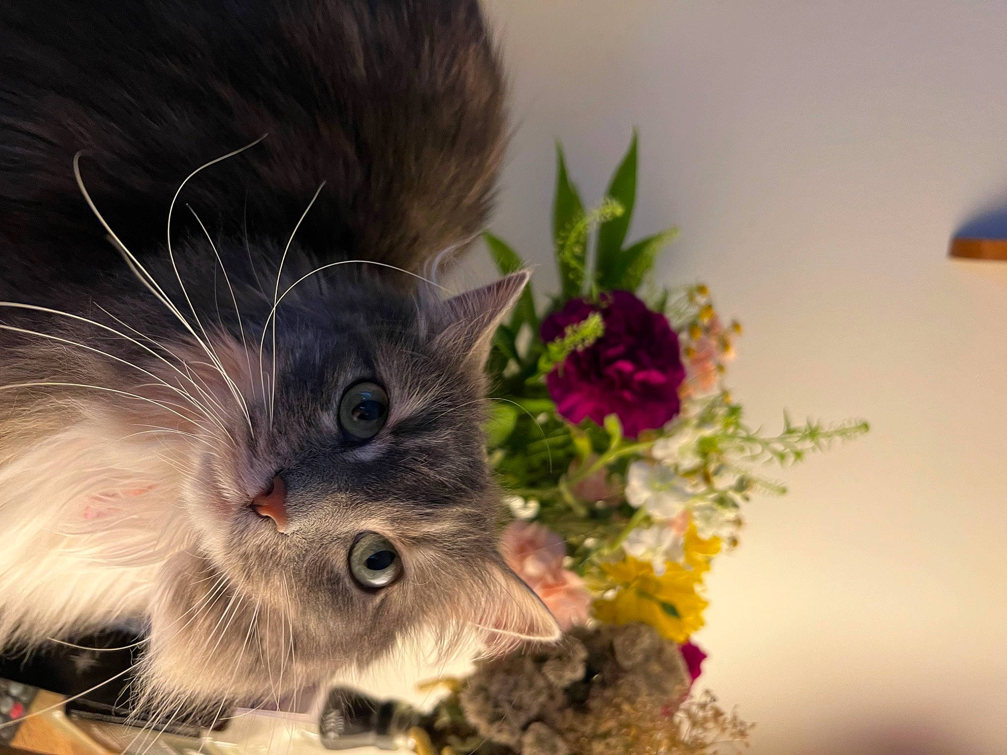 Lexi is registered to the contest to win money with this photo: annual_plant, carnivore, cat, claw, domestic_short_haired_cat, fawn, felidae, flower, flowering_plant, flowerpot, fur, grass, paw, petal, plant, small_to_medium_sized_cats, snout, tail, whiskers, window
