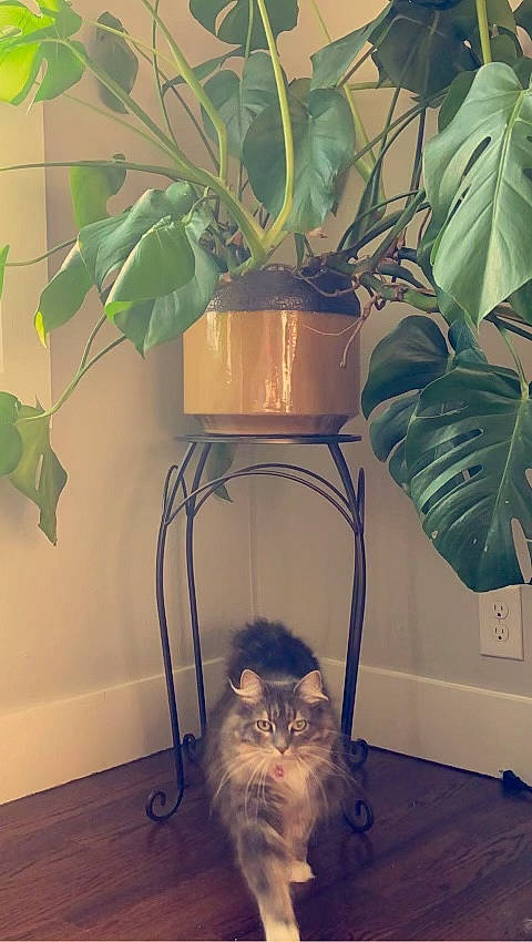 Lexi is registered to the contest to win money with this photo: cat, companion_dog, fawn, felidae, flooring, flowerpot, hardwood, houseplant, interior_design, light, lighting, plant, room, small_to_medium_sized_cats, snapshot, terrestrial_plant, tree, twig, whiskers, wood