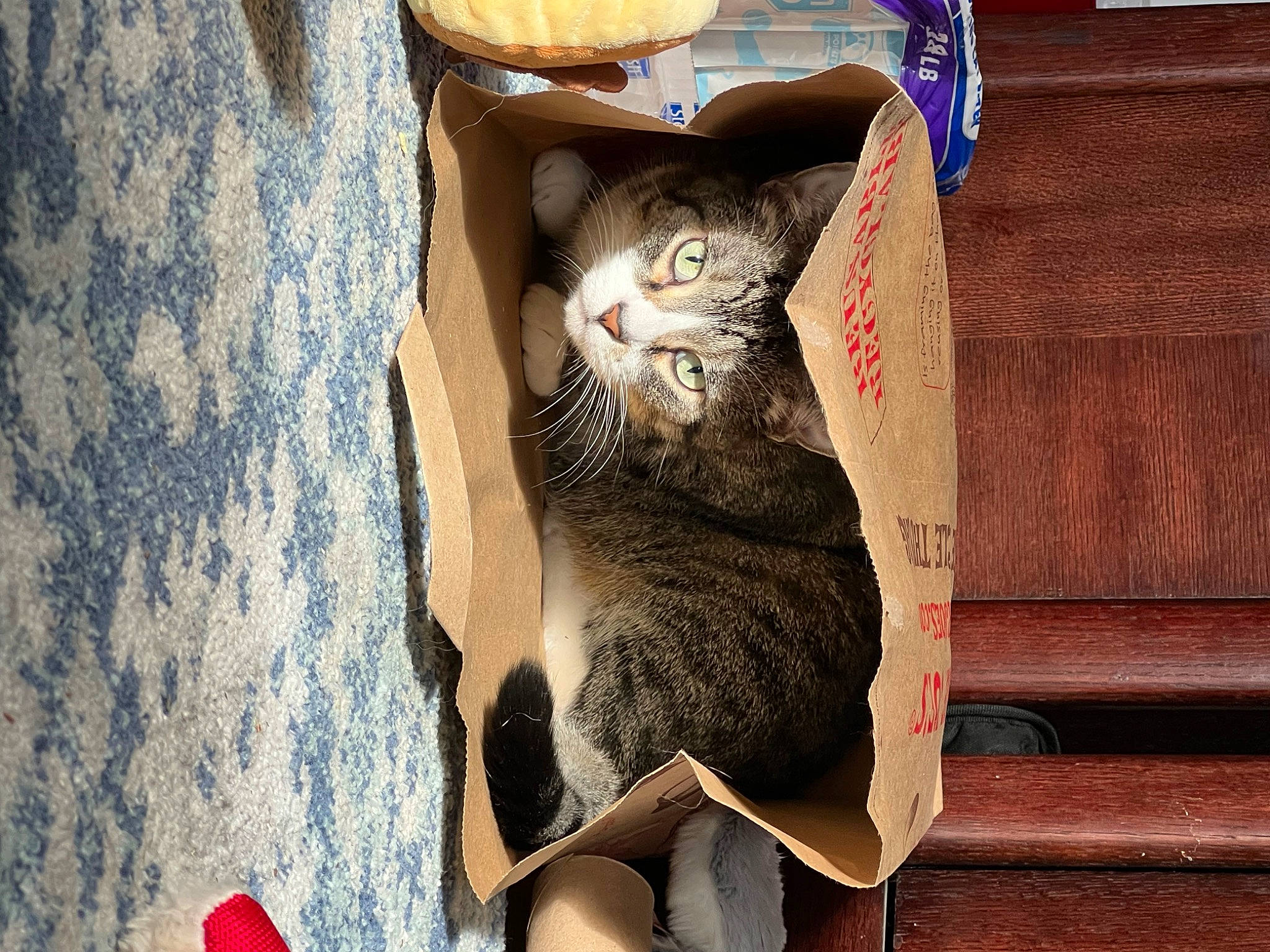 Hermes joined the competition — help win amazing prizes! carnivore, cat, cat_supply, comfort, domestic_short_haired_cat, door, fawn, felidae, foot, fur, glasses, grey, human_leg, pattern, paw, small_to_medium_sized_cats, snout, tail, whiskers, wood