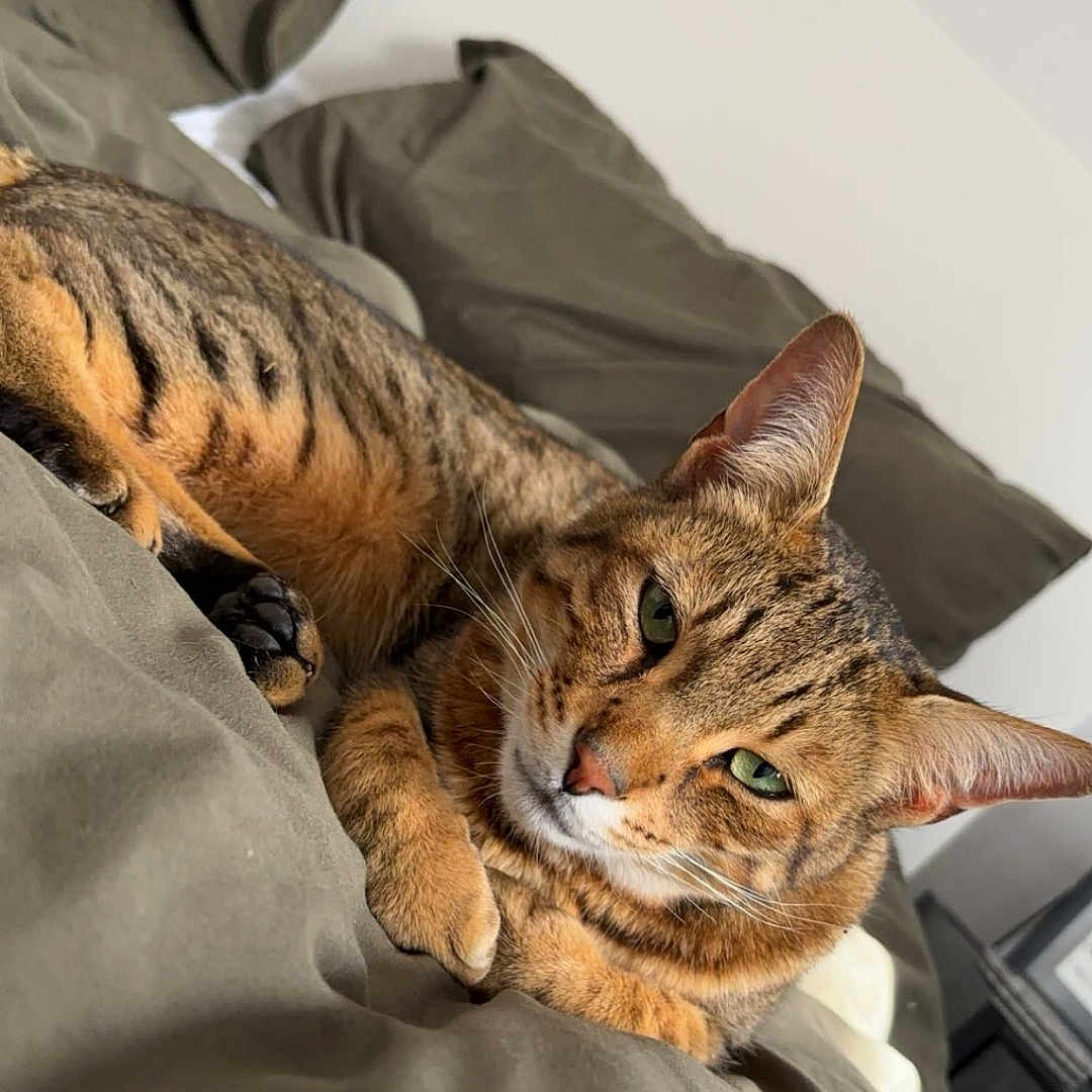 Gatsby is registered to the contest to win money with this photo: abyssinian, animal, beanbag, bed, bedsheet, blanket, cat, couch, cushion, furniture, homedecor, kitten, manx, ocelot, person, pet, sleeping