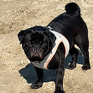 Tao participe au concours pour gagner de l'argent avec cette photo : alert, animal, black_dog, canine, closeup, companion, curled_tail, cute, dog, fur, harness, looking, mammal, outdoor, pet, pug, sand, shadow, standing, sunlight