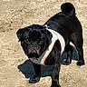 alert, animal, black_dog, canine, closeup, companion, curled_tail, cute, dog, fur, harness, looking, mammal, outdoor, pet, pug, sand, shadow, standing, sunlight