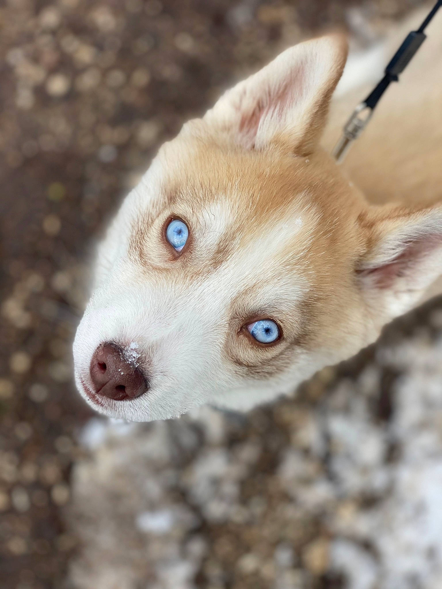 Laska participe au concours pour gagner de l'argent avec cette photo : ancient_dog_breeds, canidae, carnivore, close_up, companion_dog, dog, dog_breed, ear, eyelash, fawn, fur, non_sporting_group, sporting_group, terrestrial_animal, whiskers, wildlife, working_animal