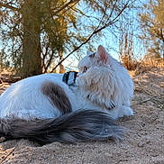 Vaïa a rejoint le concours — aidez-le/la à gagner de superbes lots ! animal, cat, closeup, collar, daytime, fluffy, fur, gray, ground, looking, mammal, nature, outdoor, pet, relaxing, sand, sunlight, tail, tree, white