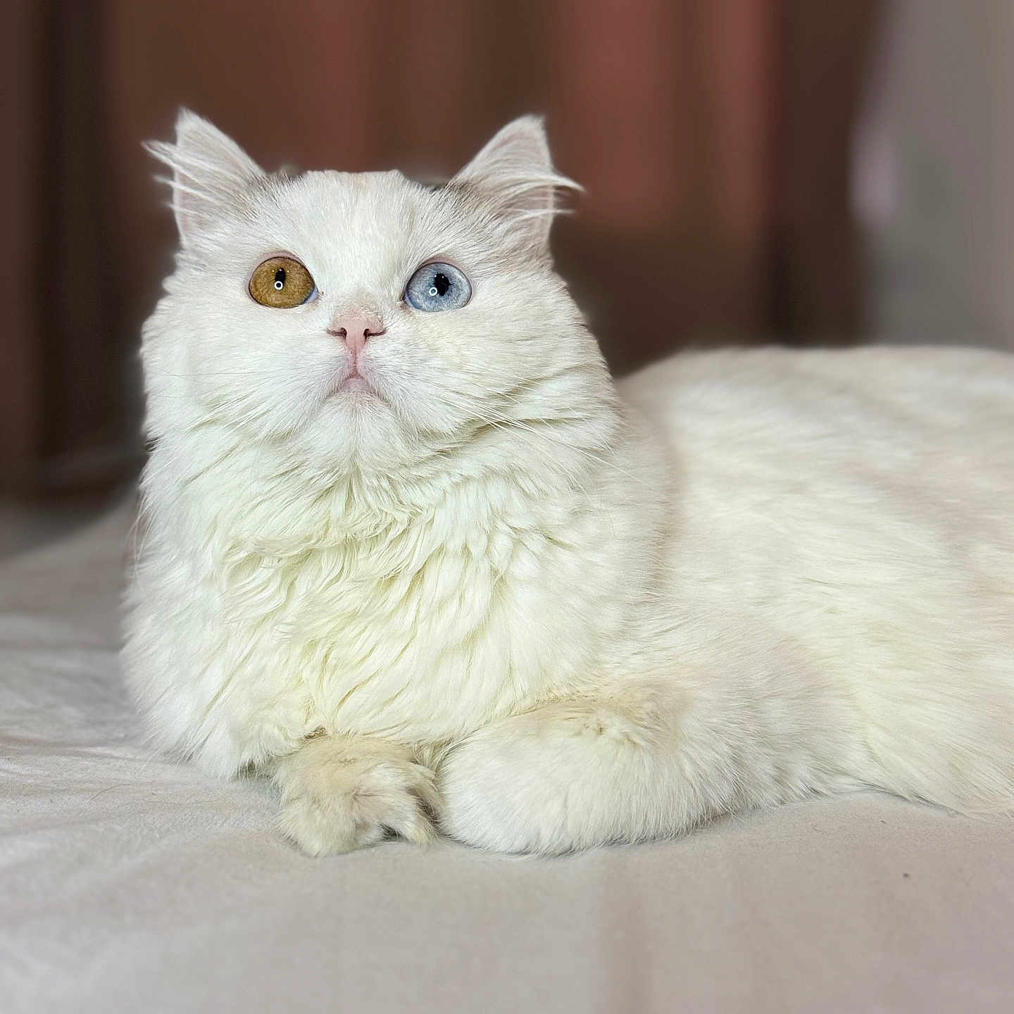 Vaïa participe au concours pour gagner de l'argent avec cette photo : abyssinian, angora, animal, cat, kitten, manx, pet, siamese, white