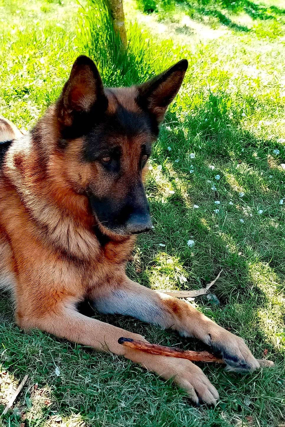 Luxor participe au concours pour gagner de l'argent avec cette photo : belgian_shepherd, belgian_shepherd_malinois, canidae, carnivore, dog, dog_breed, east_european_shepherd, fawn, german_shepherd_dog, grass, king_shepherd, kunming_wolfdog, mammal, old_german_shepherd_dog, police_dog, rare_breed_dog, shiloh_shepherd_dog, snout, vertebrate, working_dog