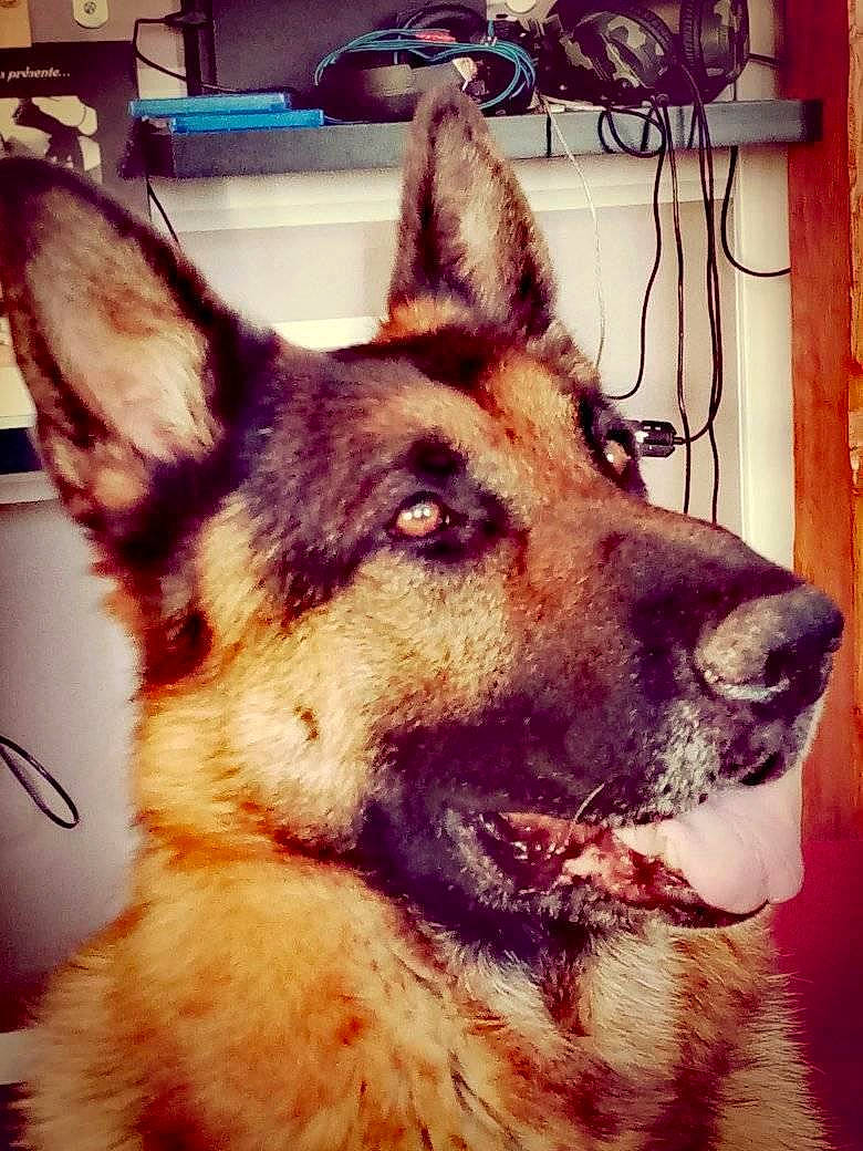 Luxor participe au concours pour gagner de l'argent avec cette photo : belgian_shepherd_malinois, canidae, carnivore, dog, dog_breed, ear, east_european_shepherd, german_shepherd_dog, king_shepherd, kunming_wolfdog, mammal, native_american_indian_dog, norwegian_elkhound, old_german_shepherd_dog, rare_breed_dog, seppala_siberian_sleddog, shiloh_shepherd_dog, snout, vertebrate, wolfdog