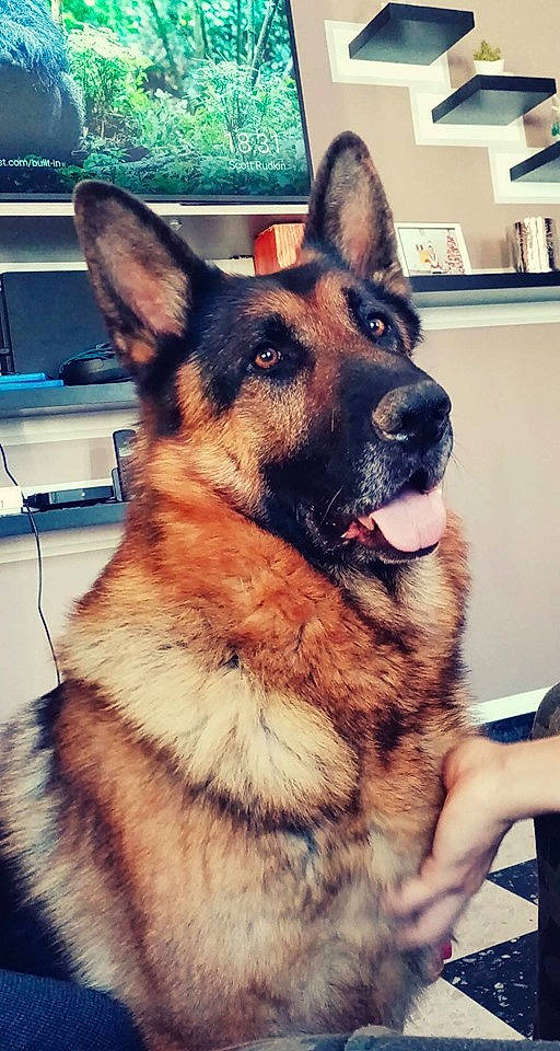 Luxor participe au concours pour gagner de l'argent avec cette photo : belgian_shepherd_malinois, canidae, carnivore, dog, dog_breed, ear, east_european_shepherd, fawn, german_shepherd_dog, king_shepherd, kunming_wolfdog, mammal, old_german_shepherd_dog, police_dog, rare_breed_dog, shiloh_shepherd_dog, snout, vertebrate, wolfdog, working_dog