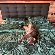 Pistache a rejoint le concours — aidez-le/la à gagner de superbes lots ! cat, bed, bedding, pillow, headboard, indoor, feline, pet, resting, leaf_pattern, green, gray_cat, fur, cute, relaxed, animal, cozy, home, sleeping_area, comfort