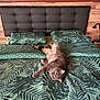 cat, bed, bedding, pillow, headboard, indoor, feline, pet, resting, leaf_pattern, green, gray_cat, fur, cute, relaxed, animal, cozy, home, sleeping_area, comfort