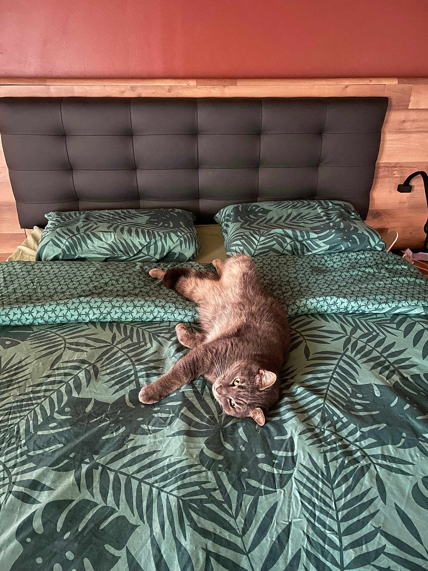 Pistache a rejoint le concours — aidez-le/la à gagner de superbes lots ! cat, bed, bedding, pillow, headboard, indoor, feline, pet, resting, leaf_pattern, green, gray_cat, fur, cute, relaxed, animal, cozy, home, sleeping_area, comfort
