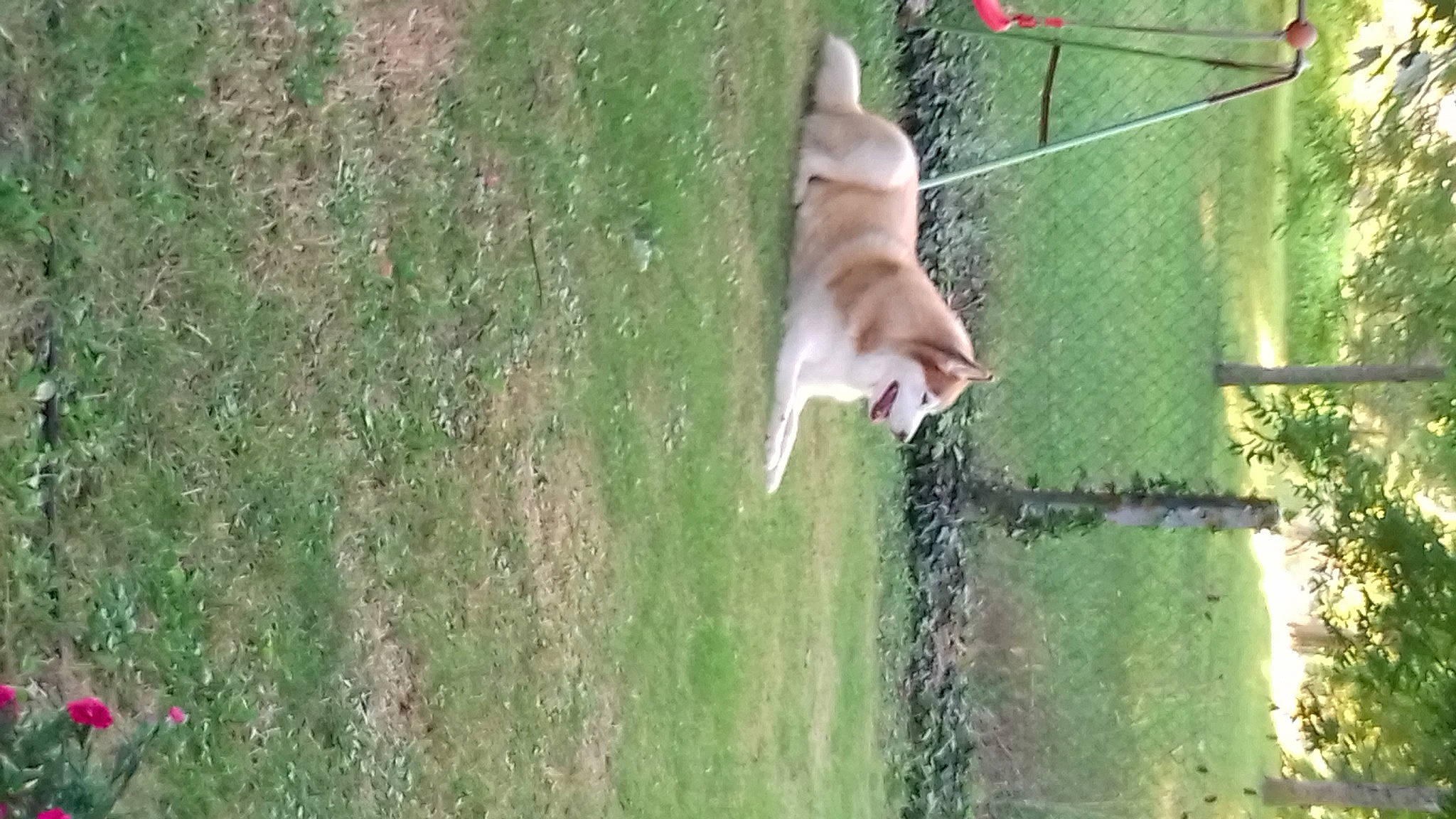 Easy participe au concours pour gagner de l'argent avec cette photo : canidae, carnivore, companion_dog, corgi_chihuahua, dog, dog_breed, fawn, grass, grass_family, grassland, pasture, plant, recreation, sporting_group, tail, tree, trunk, wildlife, window, wood