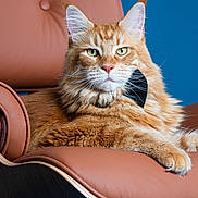 Mowgli joined the competition — help win amazing prizes! cat, ginger_cat, fluffy, bow_tie, leather_chair, furniture, pet, portrait, indoor, relaxing, animal, mammal, whiskers, ears, green_eyes, close_up, feline, cute, comfortable, stylish