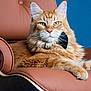 cat, ginger_cat, fluffy, bow_tie, leather_chair, furniture, pet, portrait, indoor, relaxing, animal, mammal, whiskers, ears, green_eyes, close_up, feline, cute, comfortable, stylish