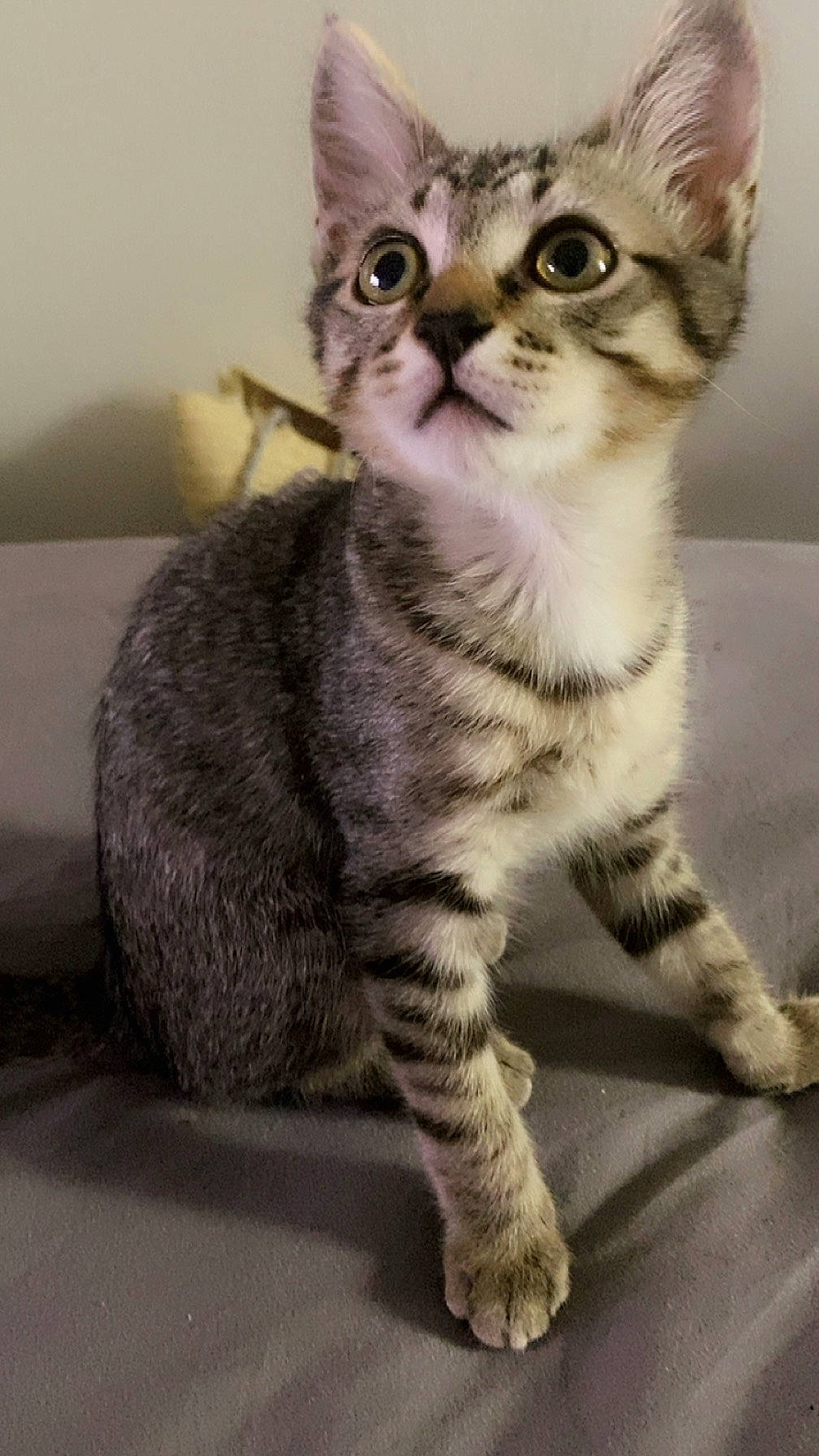 Leon a rejoint le concours — aidez-le/la à gagner de superbes lots ! carnivore, cat, domestic_short_haired_cat, felidae, fur, paw, small_to_medium_sized_cats, tail, terrestrial_animal, whiskers