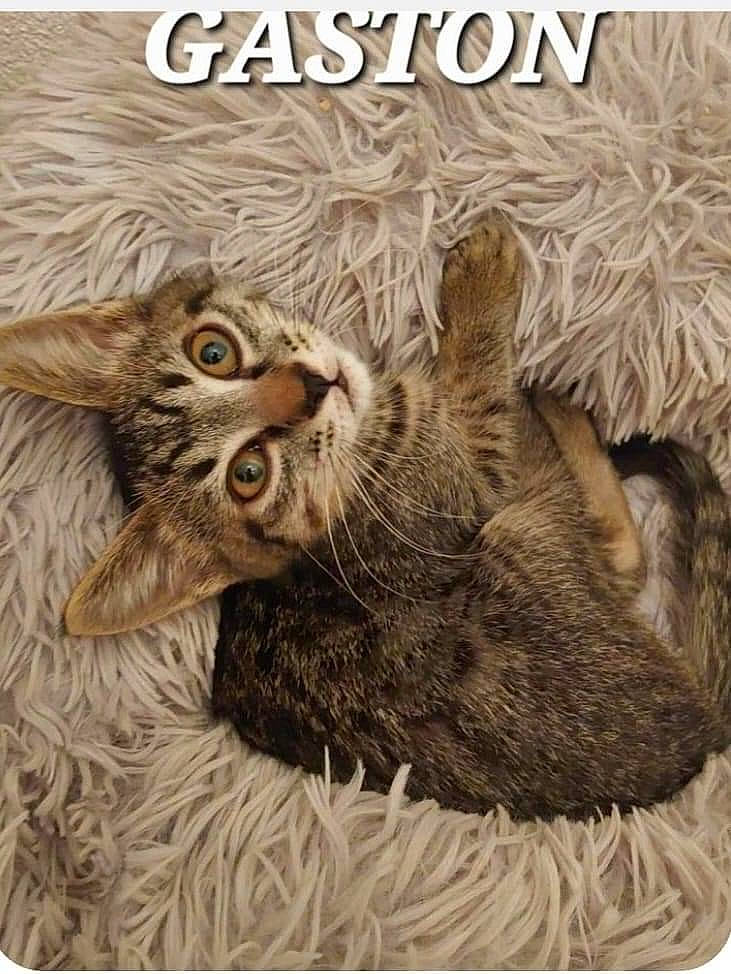 Gaston a rejoint le concours — aidez-le/la à gagner de superbes lots ! art, carnivore, cat, claw, domestic_short_haired_cat, felidae, font, fur, illustration, paw, photo_caption, plant, poster, rectangle, small_to_medium_sized_cats, tail, terrestrial_animal, whiskers, wildlife