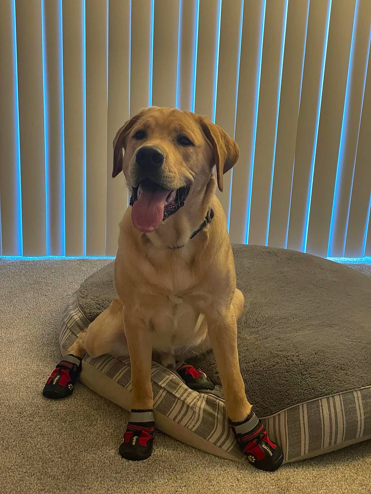 Bentley joined the competition — help win amazing prizes! canidae, carnivore, collar, comfort, companion_dog, couch, dog, dog_breed, dog_collar, dog_supply, fawn, flooring, footwear, paw, pet_supply, snout, sofa_bed, sporting_group, tail, working_animal