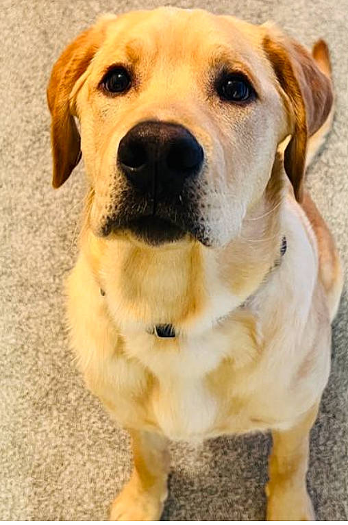 Bentley joined the competition — help win amazing prizes! ancient_dog_breeds, carnivore, collar, companion_dog, dog, dog_breed, dog_collar, fawn, fur, guard_dog, labrador_retriever, photography, plant, retriever, snout, sporting_group, terrestrial_animal, whiskers, working_animal, working_dog