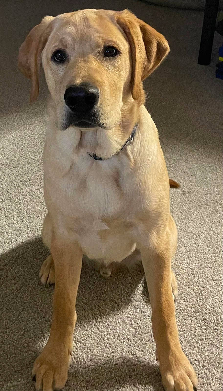 Bentley is registered to the contest to win money with this photo: canidae, carnivore, collar, companion_dog, dog, dog_breed, dog_collar, eye, fawn, fur, gun_dog, labrador_retriever, snout, sporting_group, tail, terrestrial_animal, whiskers, wildlife, working_animal, working_dog