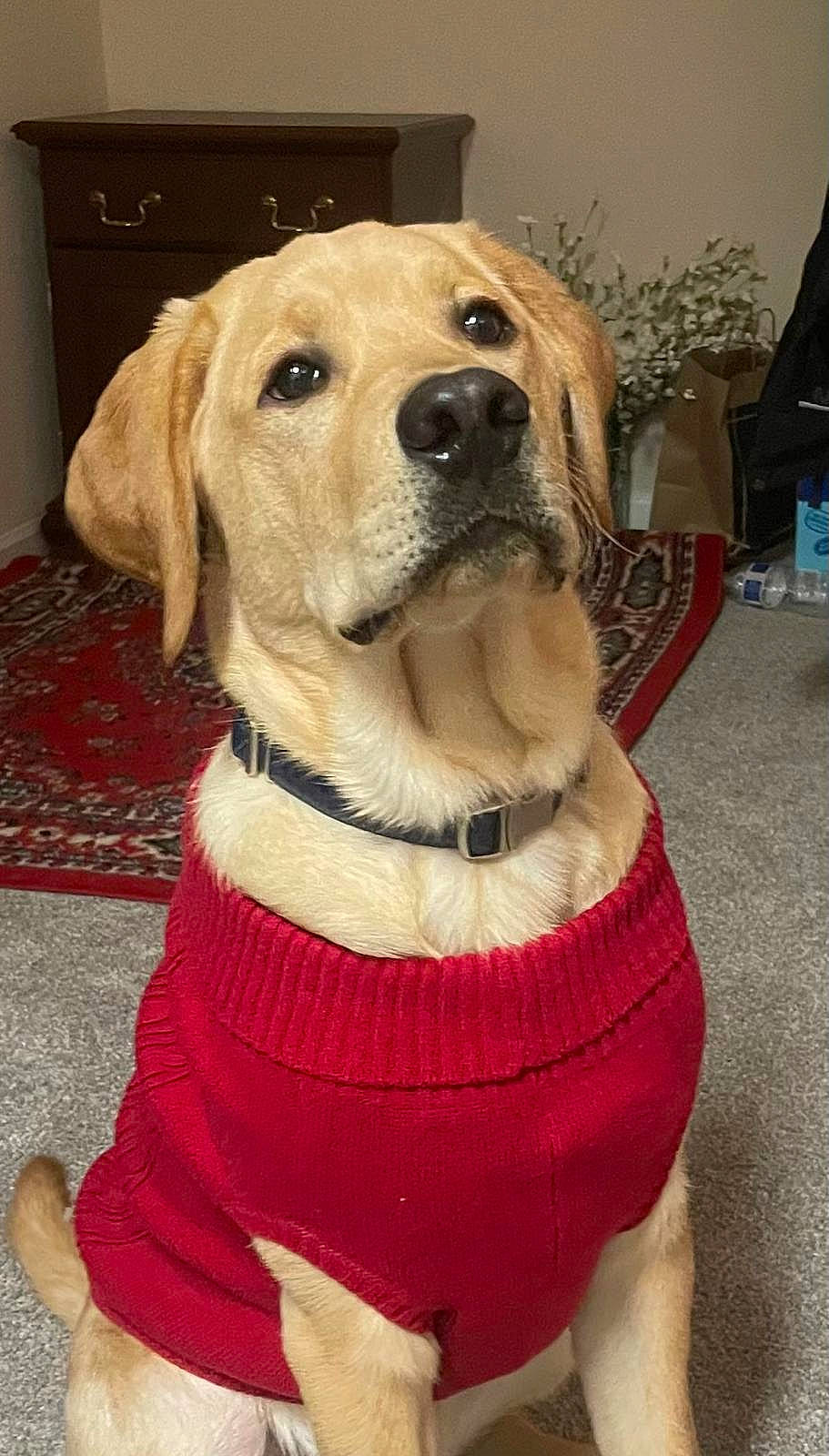 Bentley joined the competition — help win amazing prizes! cabinetry, canidae, carnivore, collar, companion_dog, dog, dog_breed, dog_clothes, dog_collar, dog_supply, fawn, flooring, fur, leash, pet_supply, retriever, snout, sporting_group, whiskers, working_animal