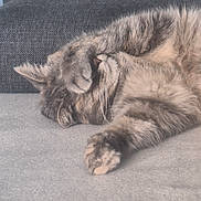Roxy a rejoint le concours — aidez-le/la à gagner de superbes lots ! cat, sleeping, paw, fur, resting, cozy, indoor, cushion, gray, cute, pet, animal, whiskers, relaxed, feline, home, soft, nap, tabby, covered_face